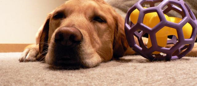 Pet Stain and Odor Removal Long Beach,  NY