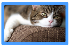 Upholstery Cleaning Long Beach,  NY